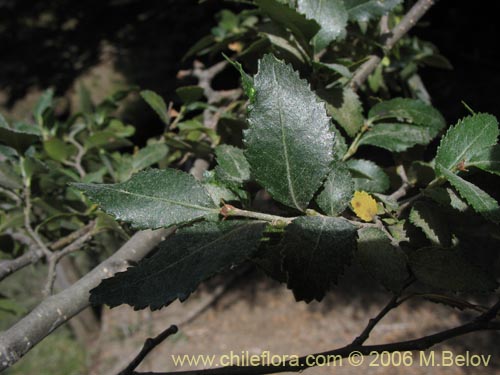 Bild von Nothofagus dombeyi (Coihue / Coigüe). Klicken Sie, um den Ausschnitt zu vergrössern.